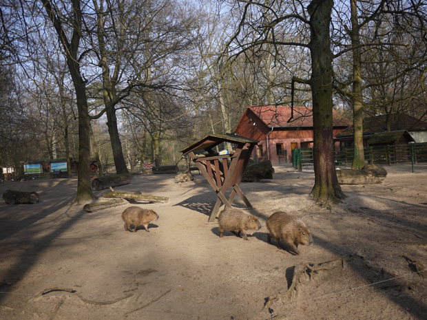 Meerschweinchen Im Zoo // Himbeer