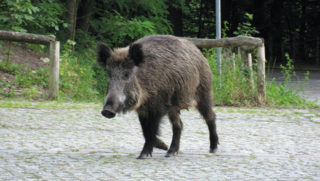 Wildtiere in Berlin: WIldschweine // HIMBEER