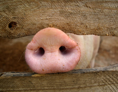 Schwein Kuh Co©Golchener Hof.