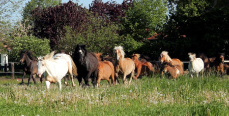 Ponyhof Neuholland // HIMBEER