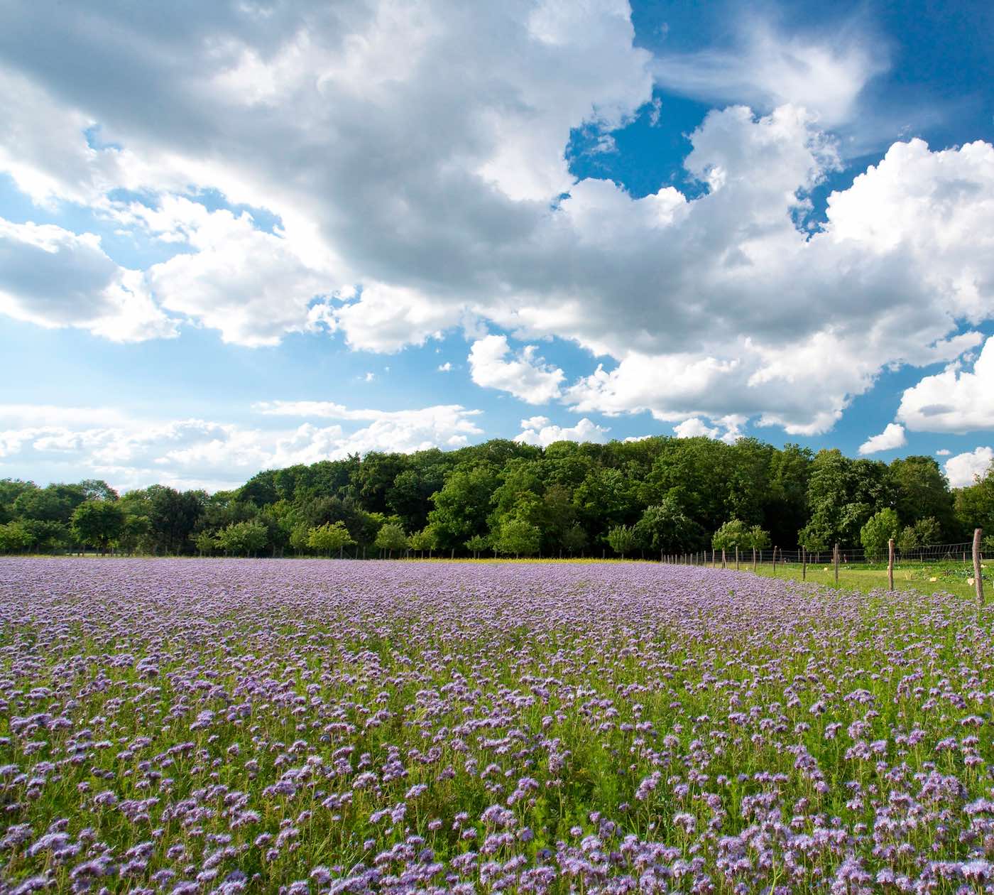 Botanischer Volkspark Potsdam | berlinmitkind.de