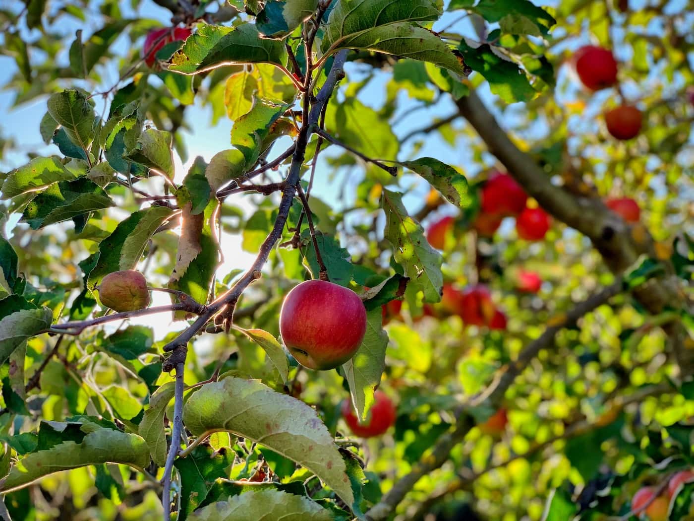 Apfelernte in der Herbstbauwoche für Kinder Ferienkurse in Berlin c Timotheus Fröbel //HIMBEER