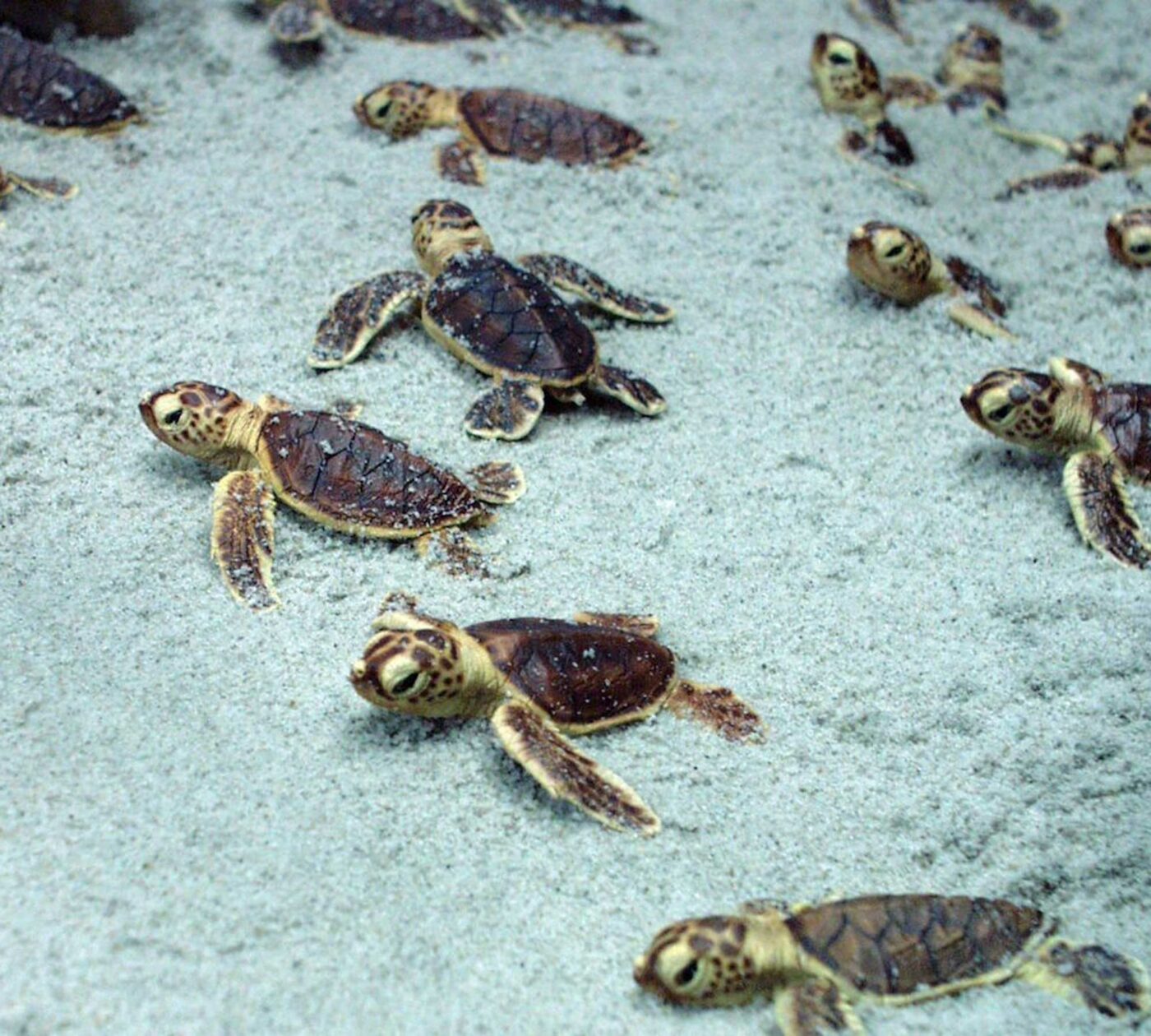Meeresschildkröten im Meeresemuseum in Stralsund // HIMBEER