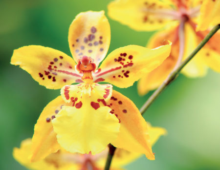 Orchidee in der Biosphäre Potsdam | BERLIN MIT KIND