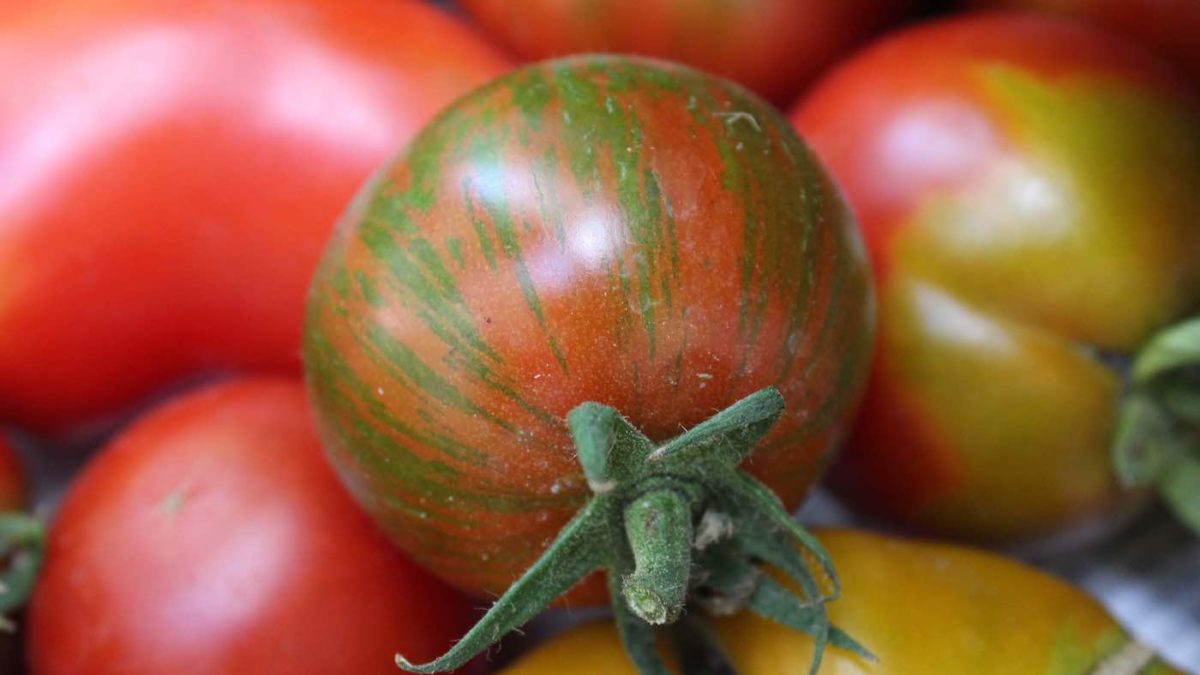 Waldgarten: Tomaten aus solidarischer Landwirtschaft // HIMBEER