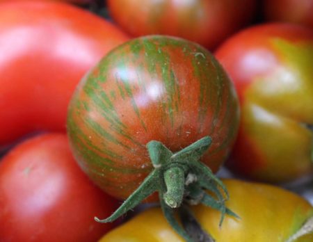 Tomaten aus solidarischer Landwirtschaft | berlinmitkind.de