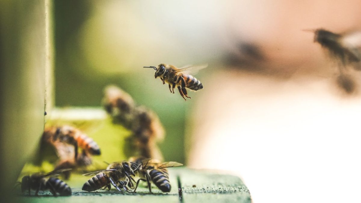 Bienen beim Anflug in den Stock | Berlin mit Kind