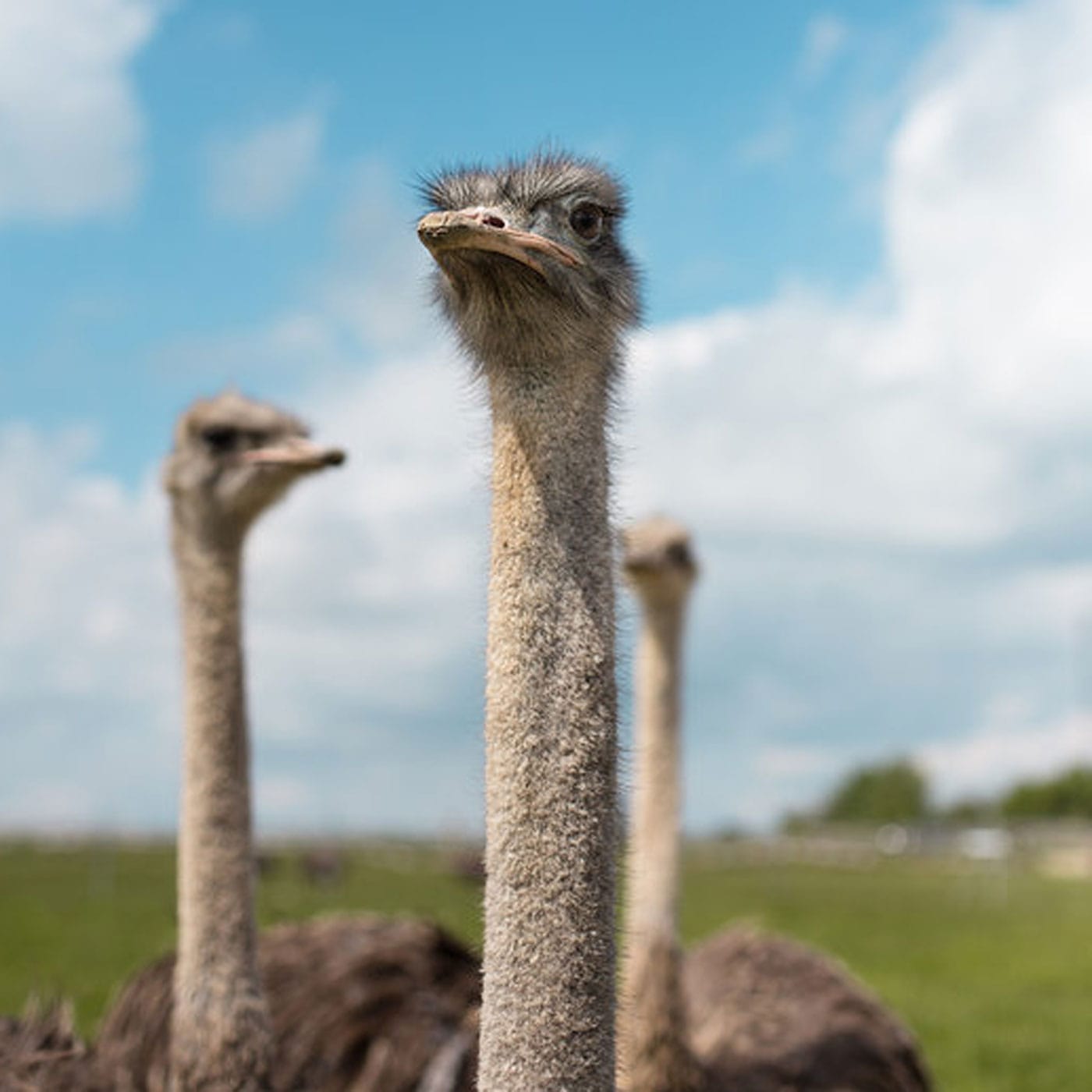 Familienausflug nach Brandenburg – Tiere sehen in der Straußenfarm Jambo // HIMBEER