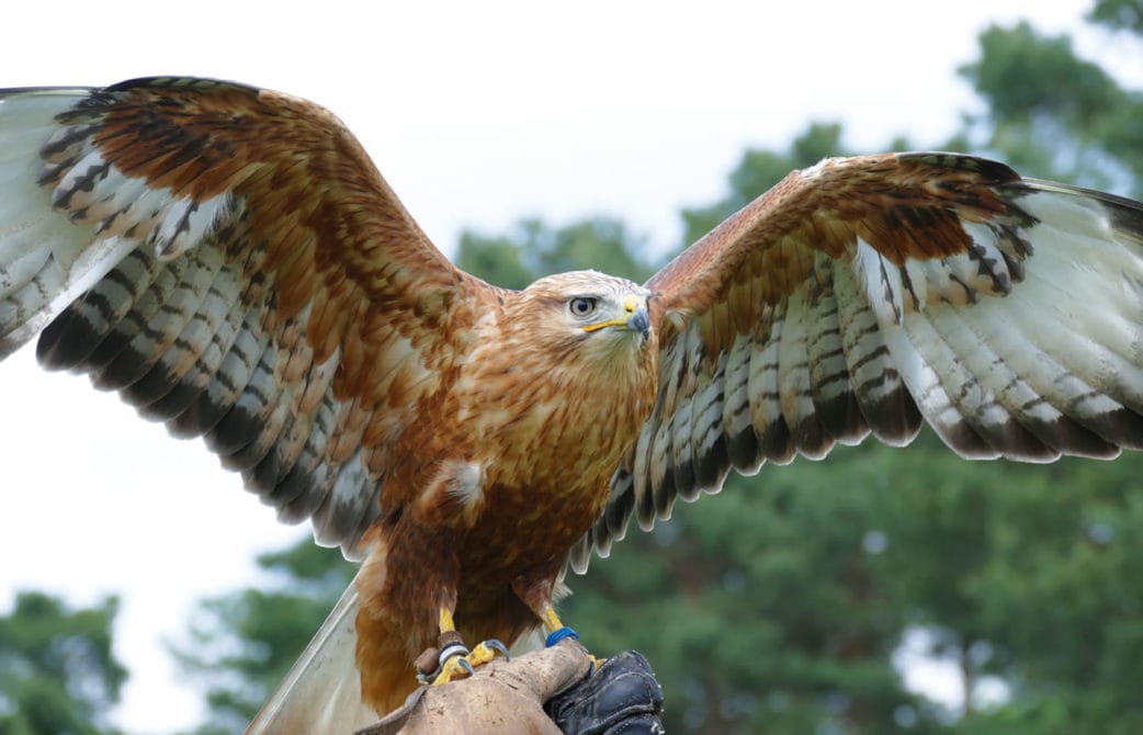 Ausflug nach Brandenburg mit Kindern: Greifvögel im Wildpark Johannismühle // HIMBEER