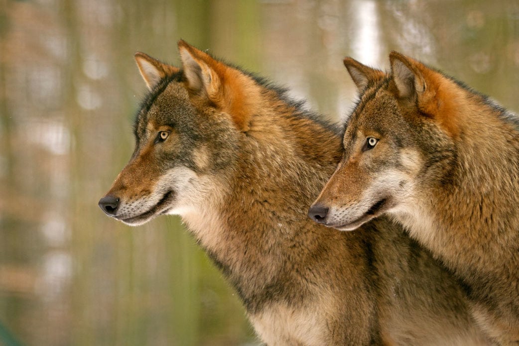 Ausflug nach Brandenburg mit Kindern: Wölfe im Tierpark Kunsterspring // HIMBEER