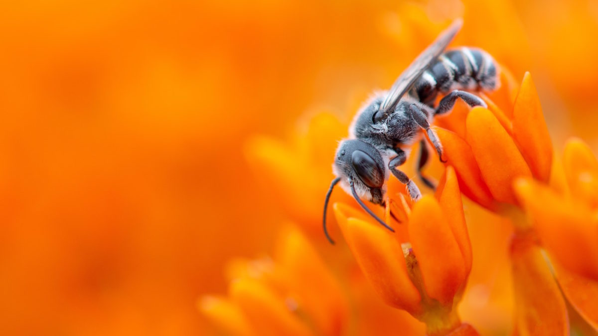 Alles über die Wespe: Wespe im Blumenmeer // HIMBEER