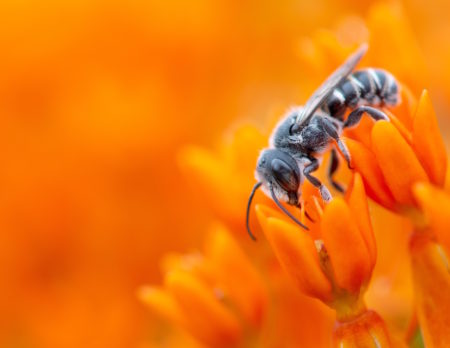 Alles über die Wespe: Wespe im Blumenmeer // HIMBEER