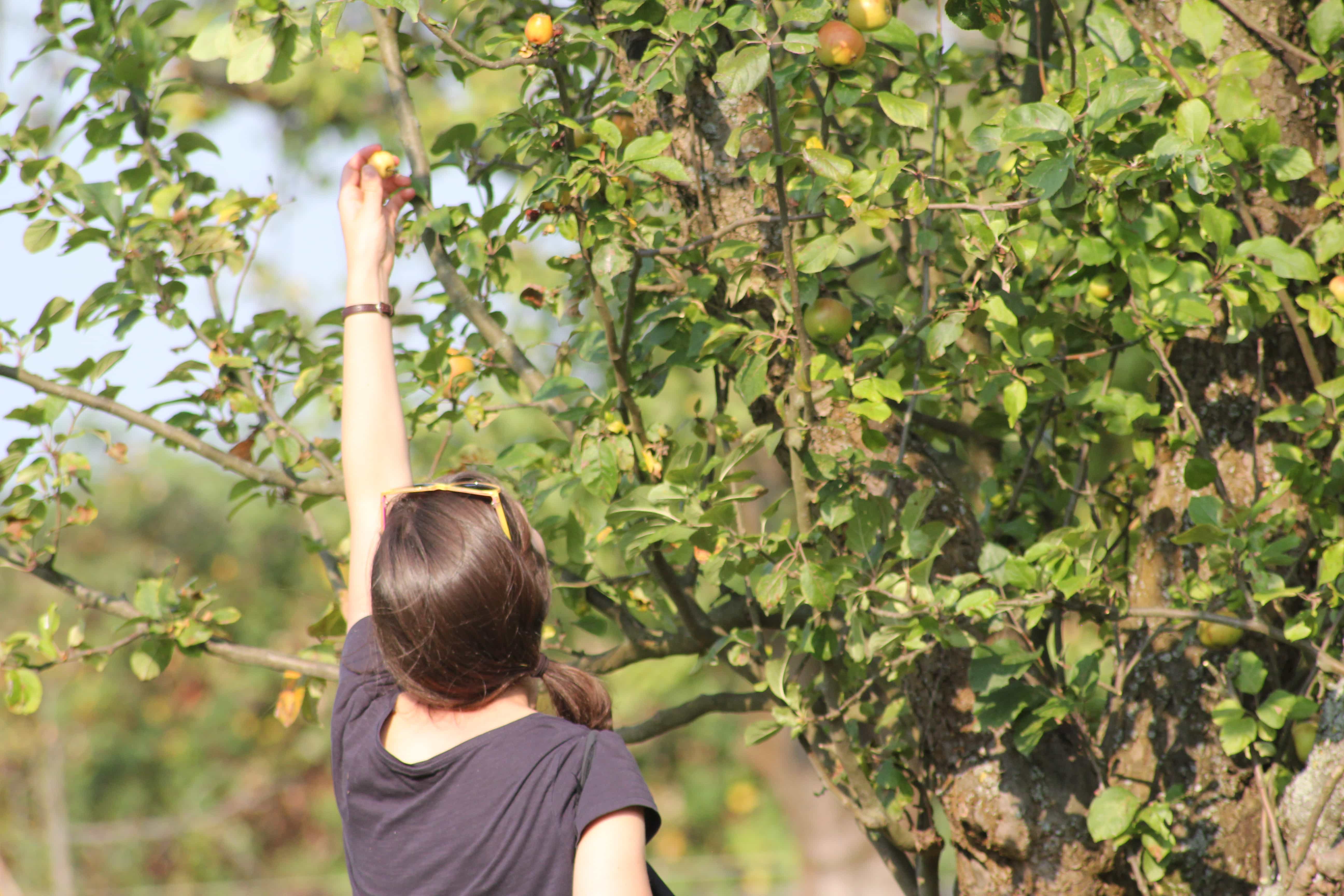 Frau pflückt Apfel vom Baum // HIMBEER