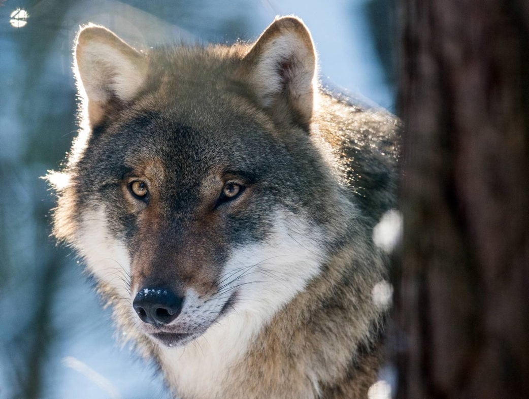 Ausflugstipps mit Kindern in Brandenburg: Vollmondnächte im Wildpark Schorfheide // HIMBEER