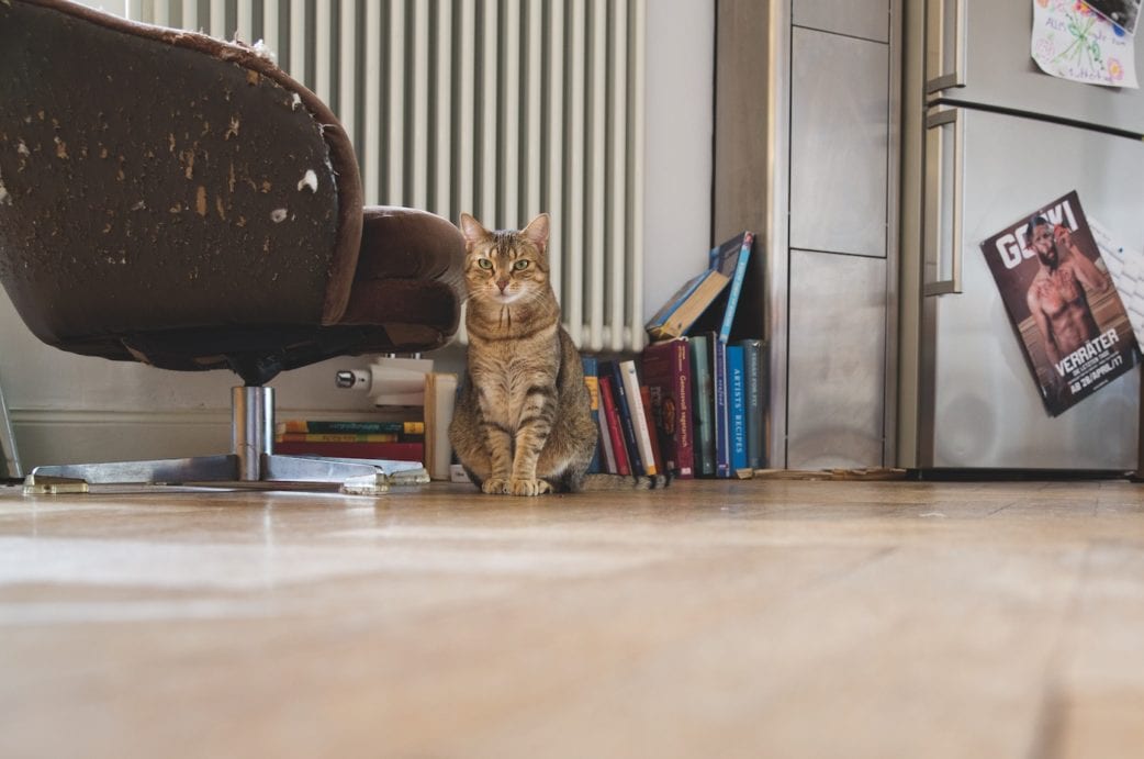 HIMBEER Titelstory: Kinder und ihr Haustierwunsch: Katze // HIMBEER
