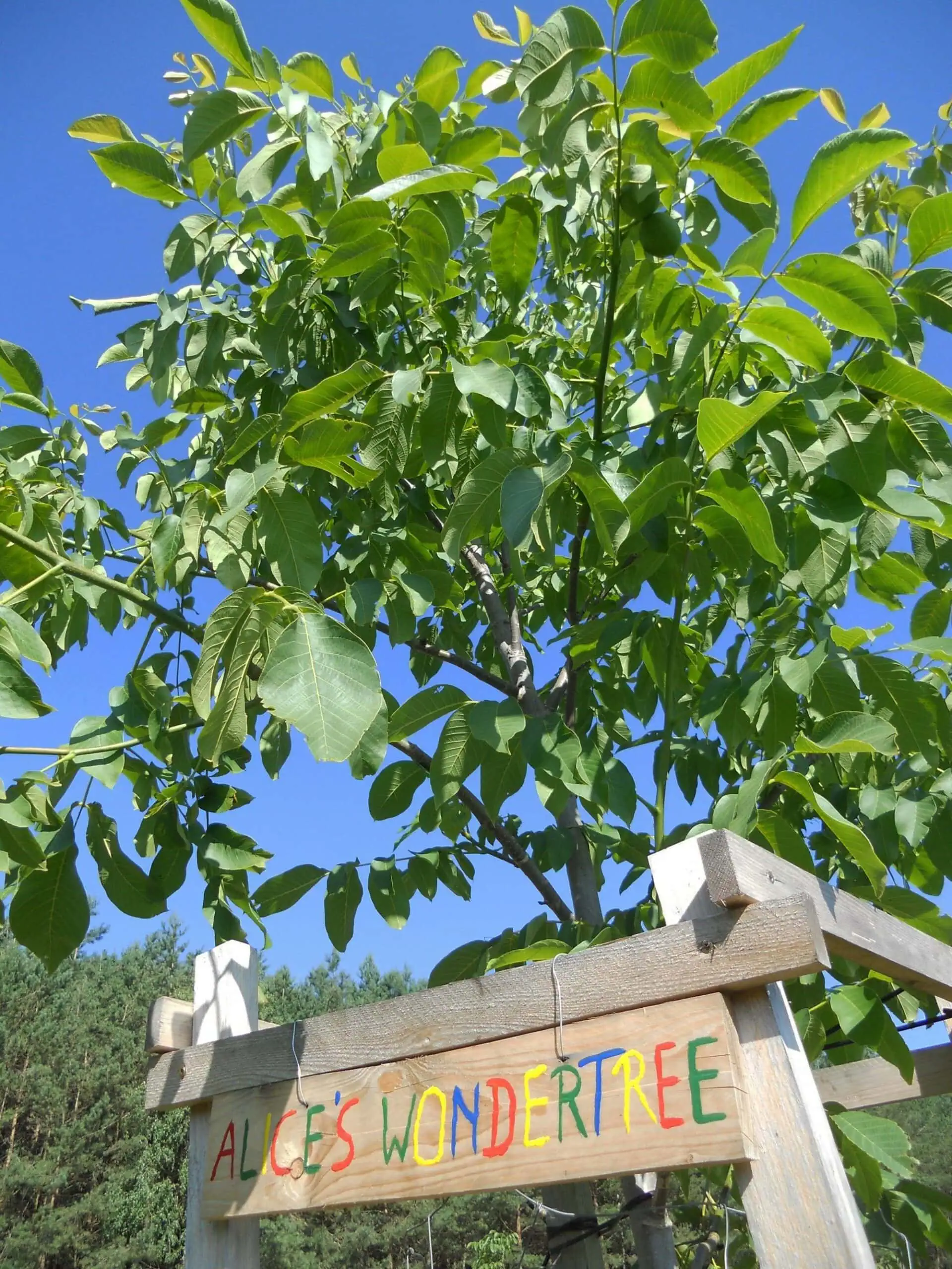Ausflugsziel Und Walnuss-Baumpatenschaften: Hof Windkind Im Löwenberger Land // Himbeer