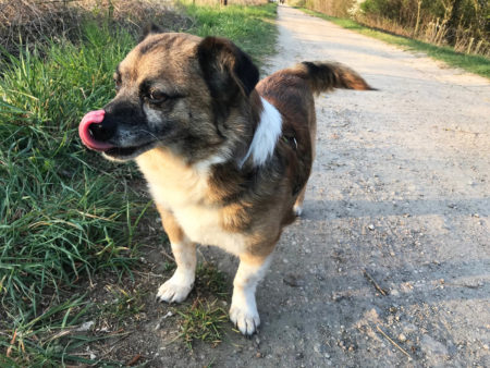 Vaterkolumne Him Im Familienmagazin Himbeer: Kinder Und Haustier Hund // Himbeer