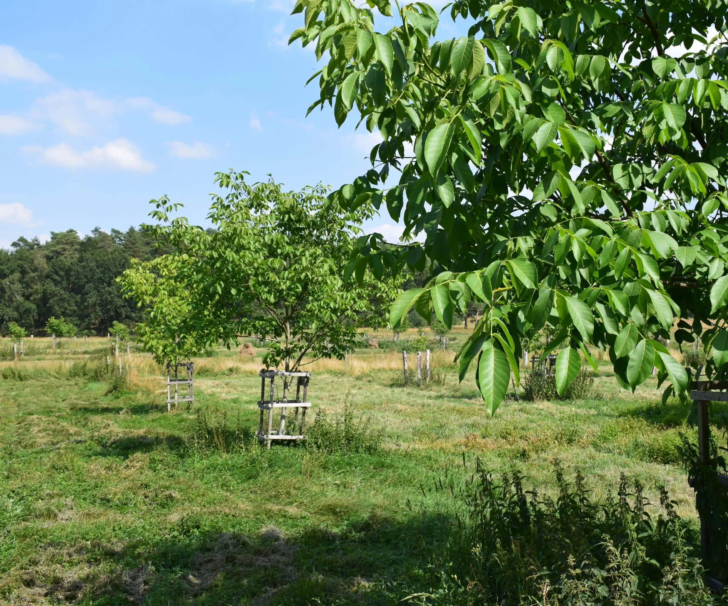 Ausflugsziel Und Walnuss-Baumpatenschaften: Hof Windkind Im Löwenberger Land // Himbeer