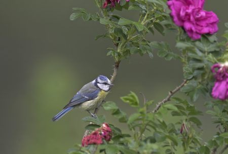 Stunde der Gartenvögel // HIMBEER