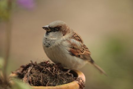 Stunde der Gartenvögel, Spatz // HIMBEER