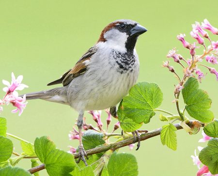 Stunde der Gartenvögel, Haussperling // HIMBEER