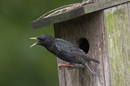 Stunde der Gartenvögel, Star // HIMBEER