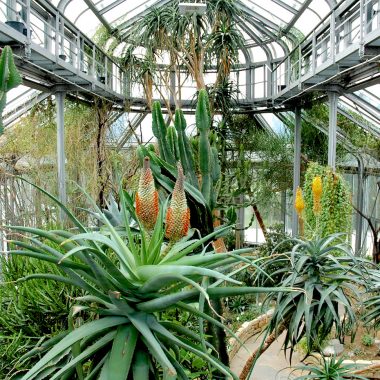 Afrikahaus Im Botanischen Garten Berlin // Himbeer