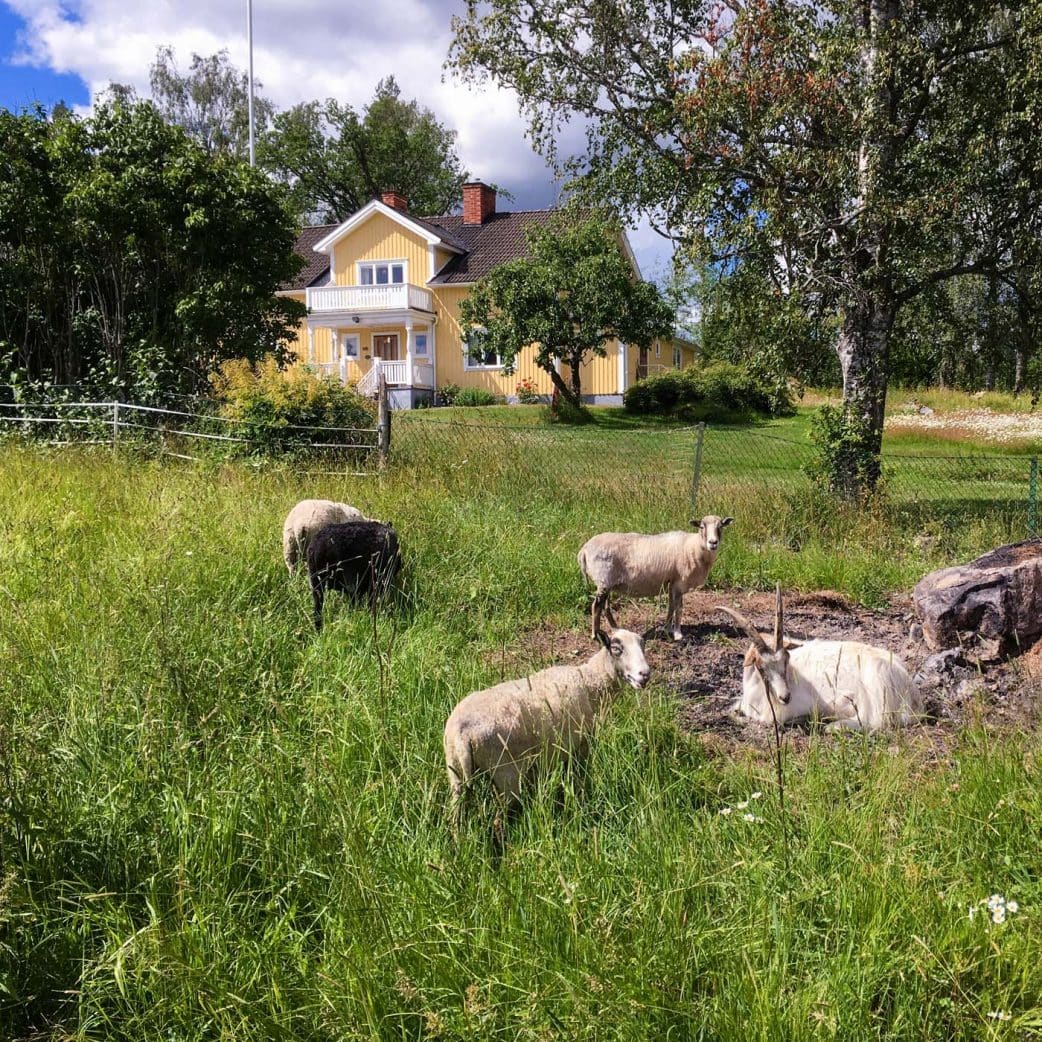 Urlaub Mit Kindern In Schweden Auf Einem Bauernhof – Tiere Streicheln Und Füttern // Himbeer