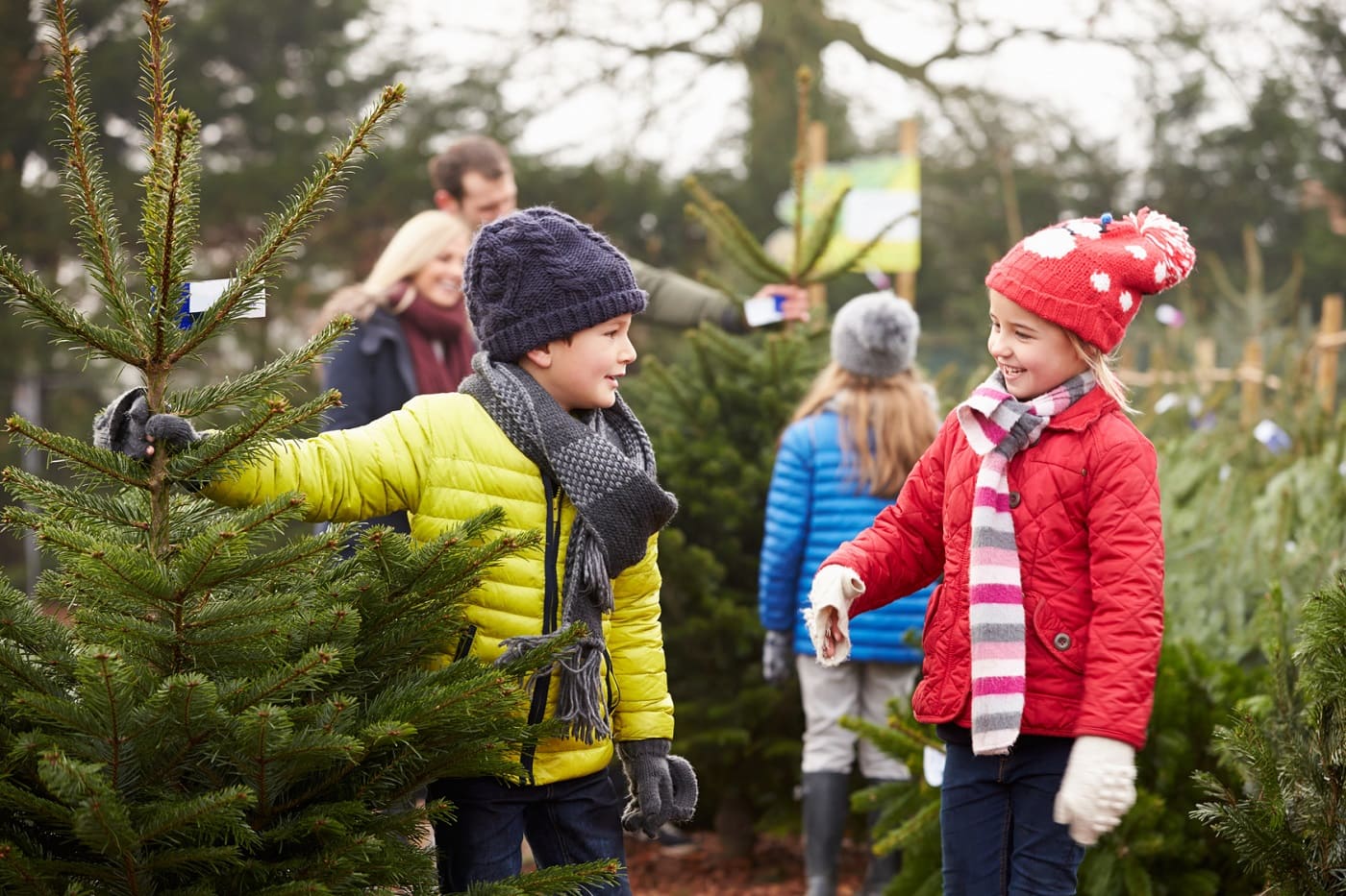 Familie Mit Kindern Suchen Weihnachtsbäume Aus // Himbeer