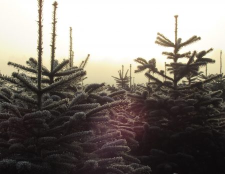 Tannenbäume bei Sonnenuntergang // HIMBEER