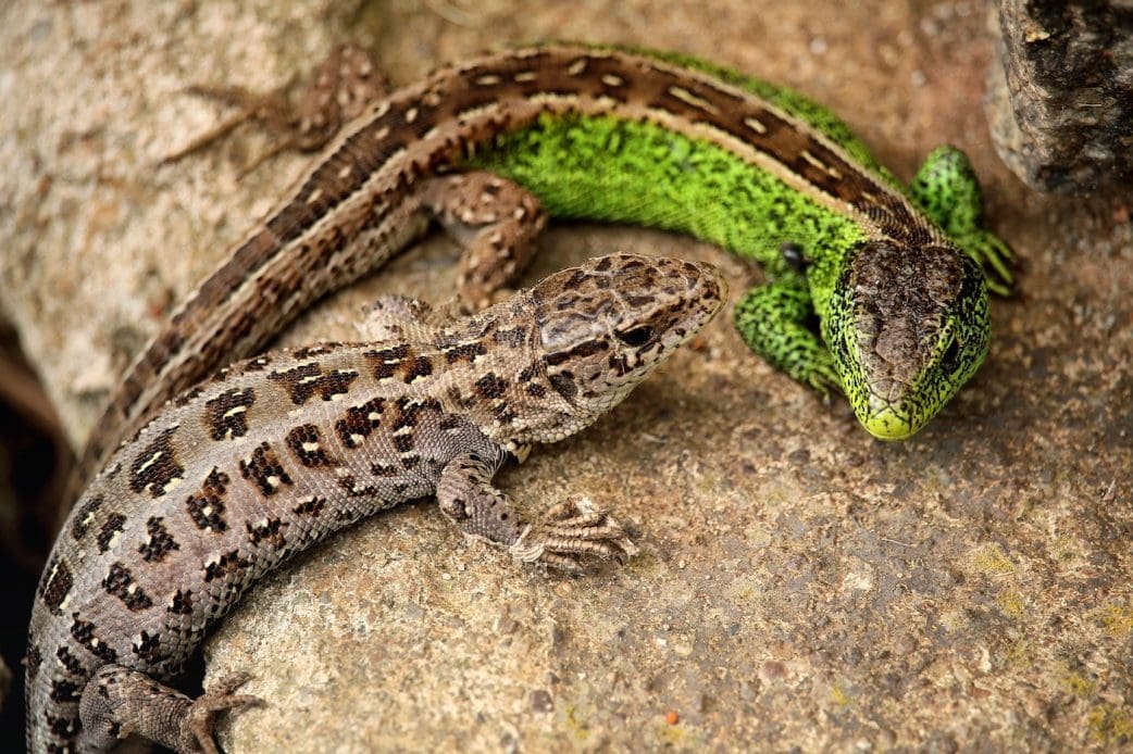Naturkundemuseum Potsdam: Reptil des Jahres 2020 // HIMBEER