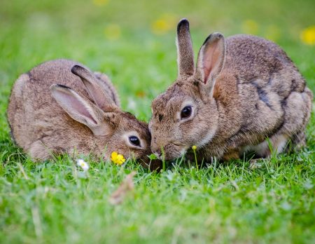 Ostern feiern mit Kindern: Osterhasen backen, basteln und Ostereier färben // HIMBEER