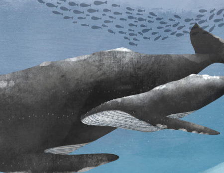 Kinderbuch-Tipp: Die Welt Der Wale. Kindersachbuch // Himbeer