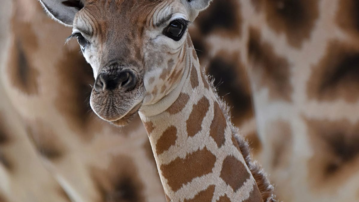 Rothschild-Giraffen-Nachwuch Im Tierpark Berlin // Himbeer