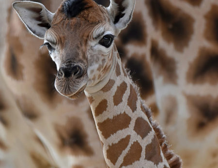 Rothschild-Giraffen-Nachwuch im Tierpark Berlin // HIMBEER