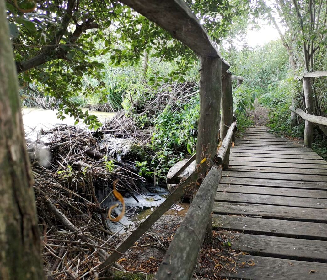 Blumberger Mühle NABU Naturerlebniszentrum // HIMBEER