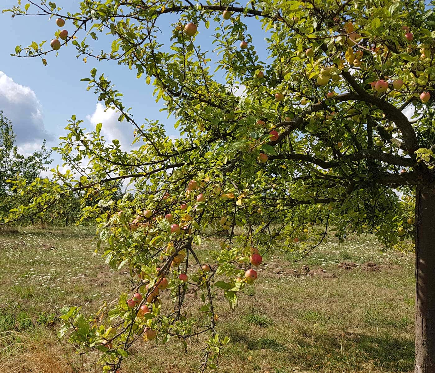 Streuobstwiesen in Brandenburg: heimische Apfelsorten // HIMBEER