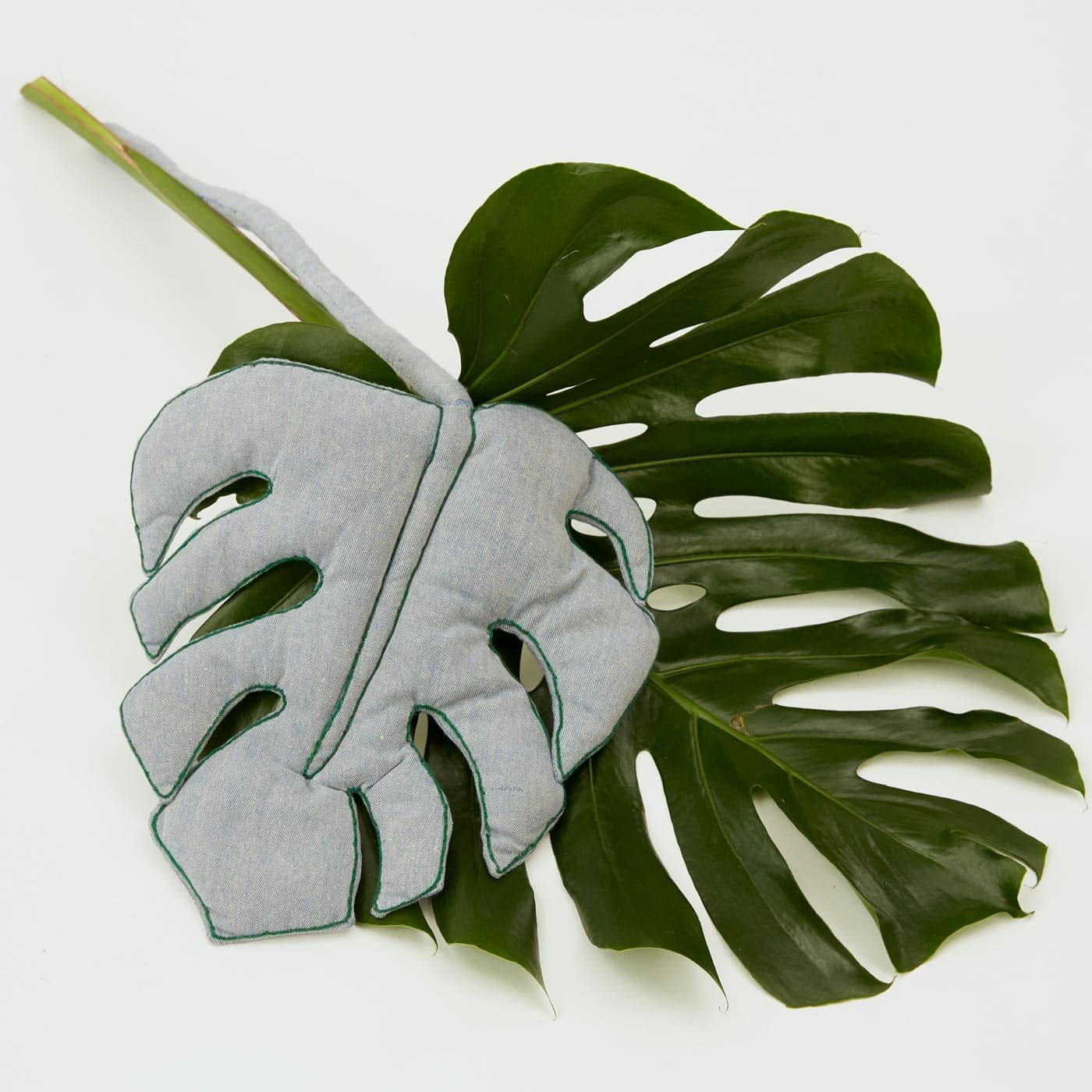 monstera dragon Monstera Dragon Tail Variegata main image 1