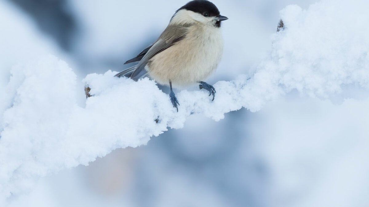 Stunde der Wintervögel 2021: Weidenmeise // HIMBEER