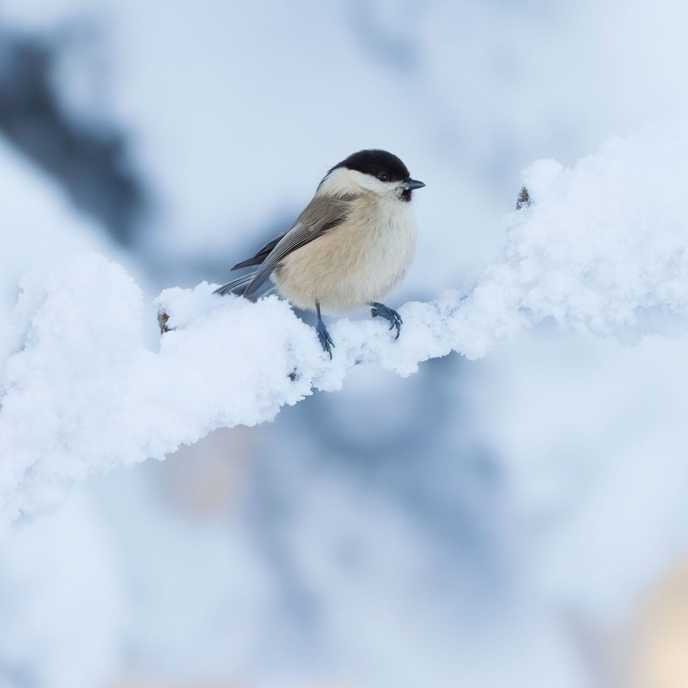 Stunde der Wintervögel 2022: Weidenmeise // HIMBEER