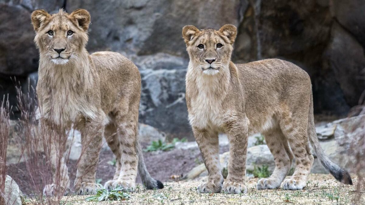 Afrikanische Löwen Mateo und Elsa im Zoo Berlin // HIMBEER