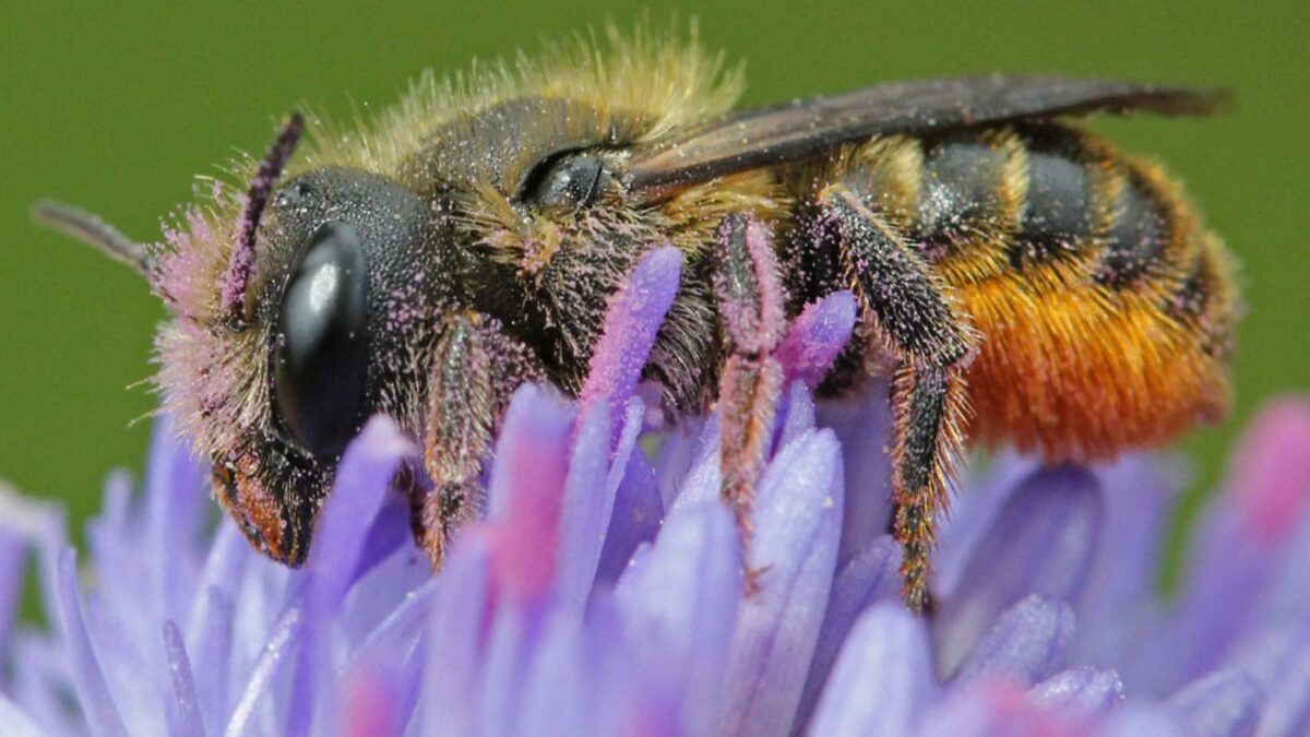 Bienenfreundliche Pflanzen und Flächen: Distel-Mauerbiene schützen // HIMBEER