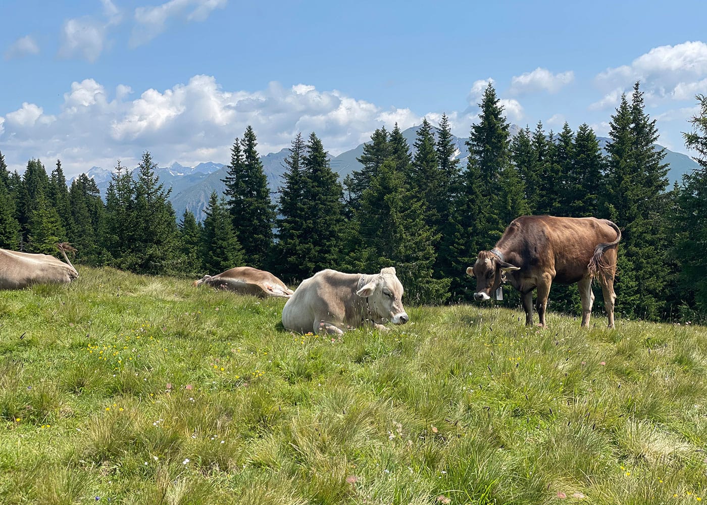 Bergurlaub in Südtirol: Family Resort & Spa in den Alpen // HIMBEER
