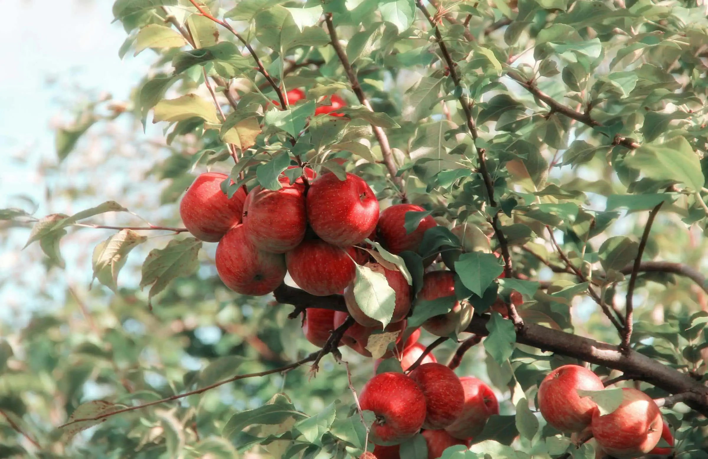 Äpfel Ernten In Brandenburg // Himbeer