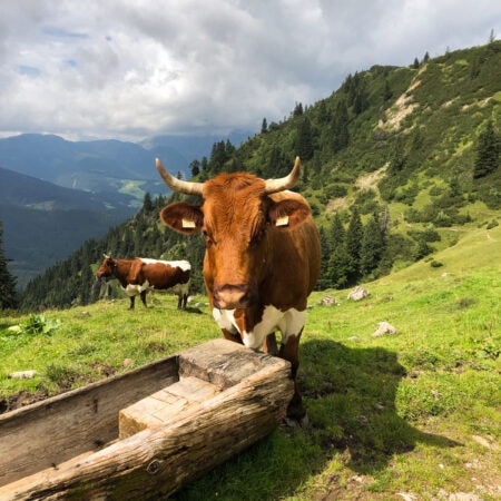 Kühe In Den Bergen Um Filzmoos