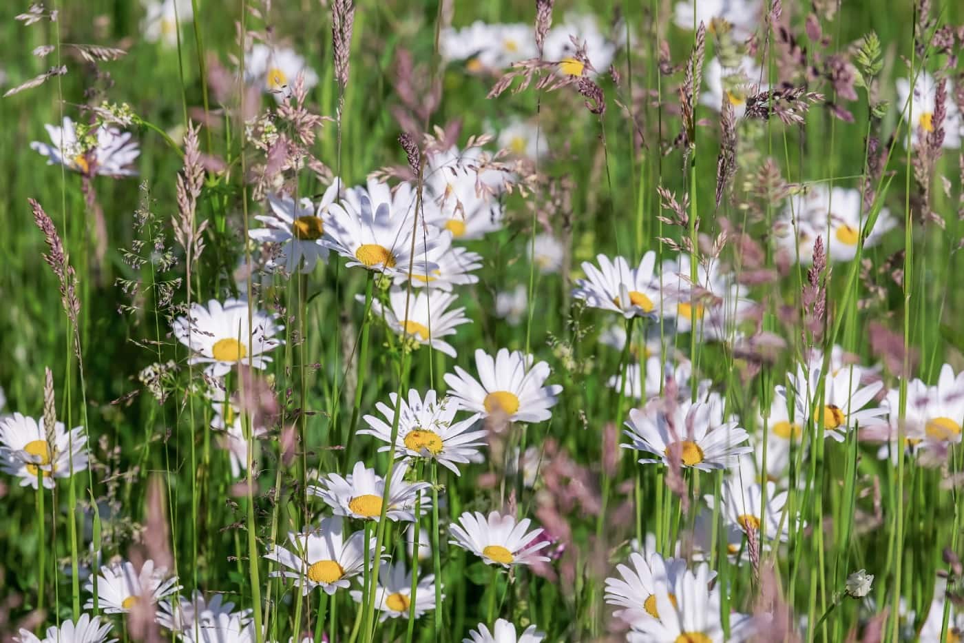 Wiesenblumen-Eis im Freilandlabor Britz, Mitmachangebot // HIMBEER