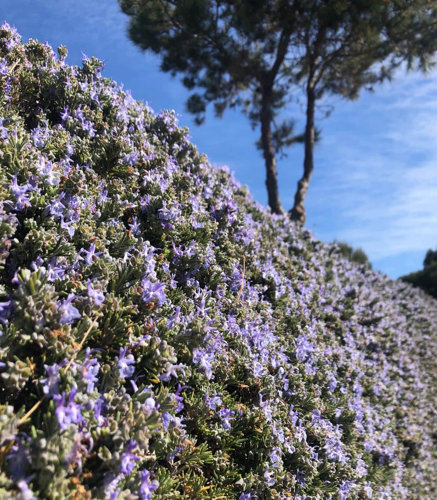 Blühende Hecke im Familienresort in Sagres an der Algarve in Portugal // HIMBEER