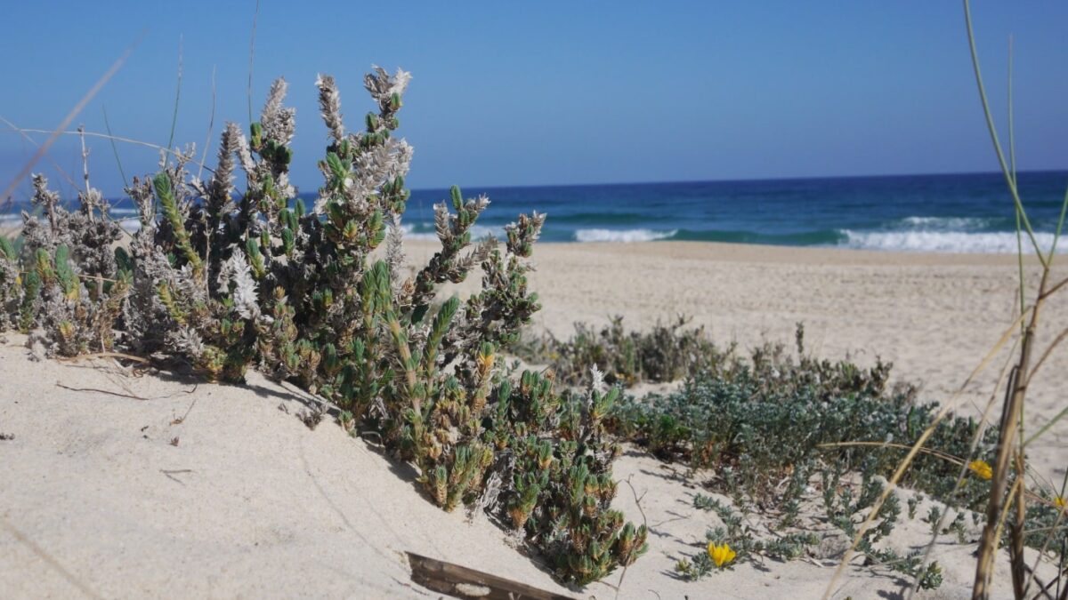 Portugal-Reise An Die Algarve: Praia Do Barril // Himbeer
