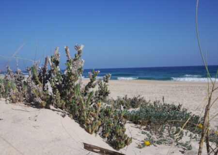 Portugal-Reise An Die Algarve: Praia Do Barril // Himbeer