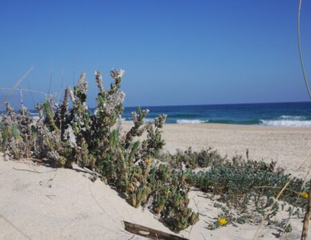 Portugal-Reise An Die Algarve: Praia Do Barril // Himbeer